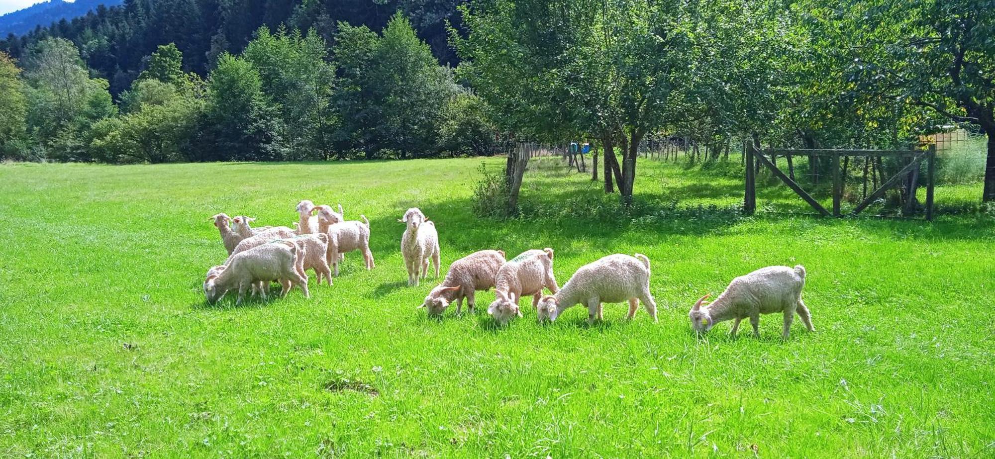 Au Mohair Des Alpy Fougax-et-Barrineuf Экстерьер фото